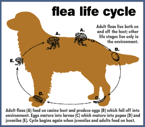 Flea life cycle diagram